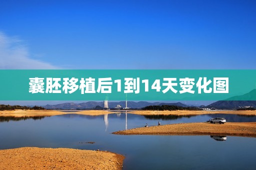 囊胚移植后1到14天变化图