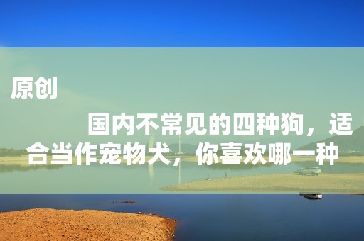 原创
            国内不常见的四种狗，适合当作宠物犬，你喜欢哪一种？