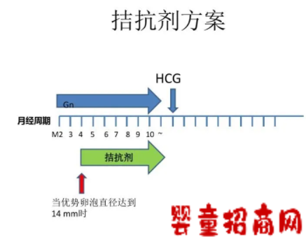 试管拮抗剂方案用药注意事项